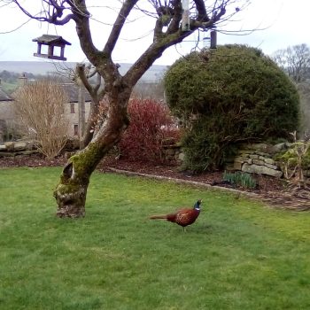 pheasant in garden